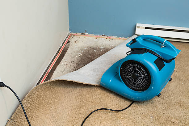 Best Ceiling water damage repair  in Williamson, AZ